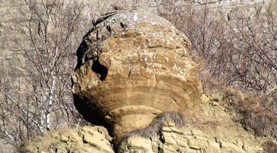 В горах Чечни найдена окаменелость гигантской морской улитки