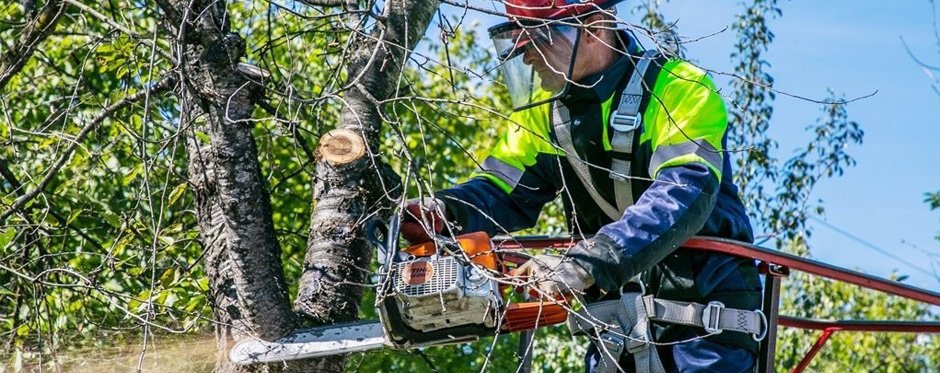 расчистка трассы воздушных линий от кустарников и деревьев. расчистка вл. расчистка трассы вл от деревьев. расчистка трассы вл. расчистка просек вл 110 кв.