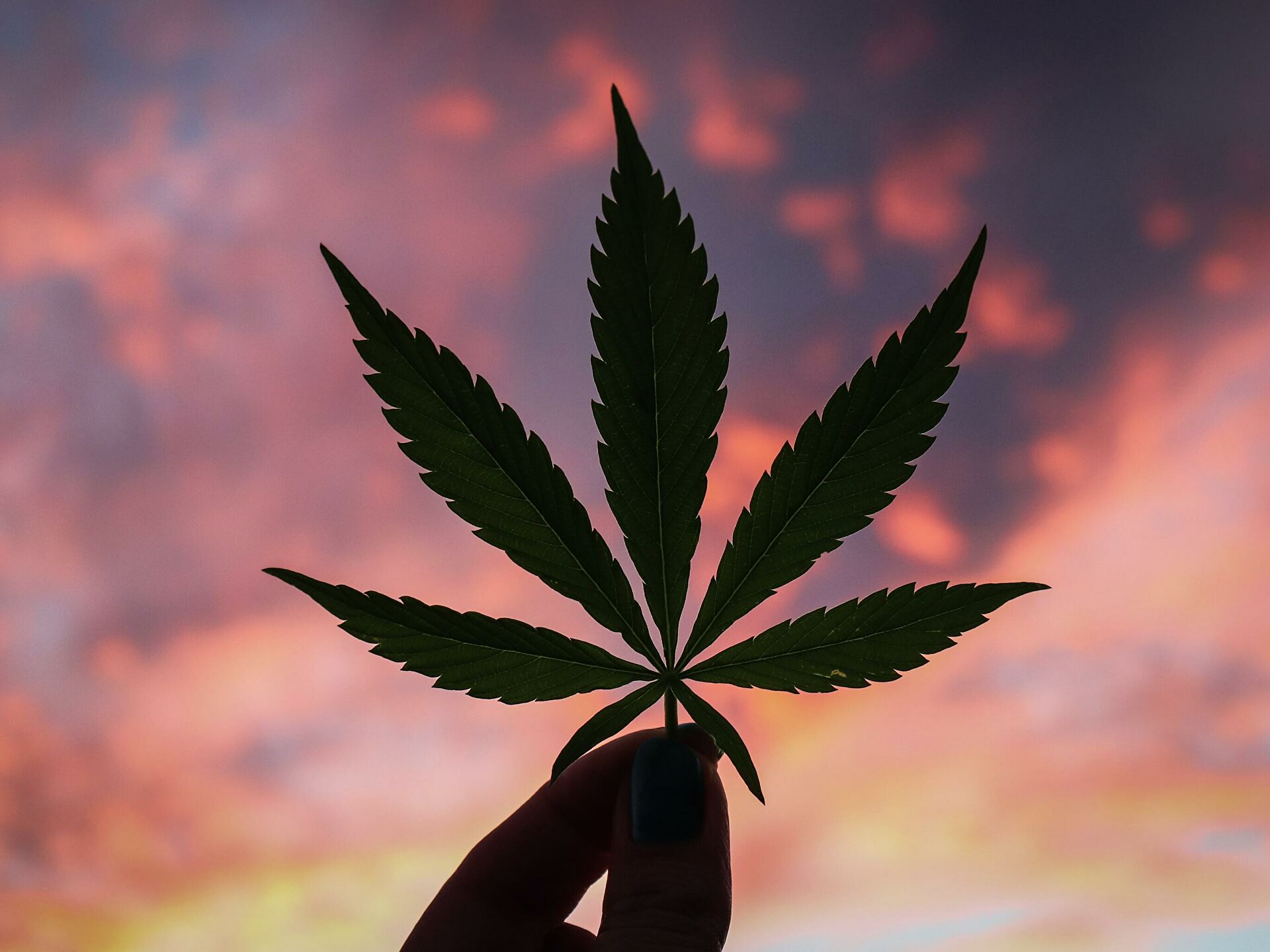 Скачать марихуана картинки стимуляторы цветения конопли