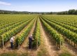 В 2026 году в Чечне планируется заложить 800 га виноградников
